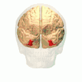 Animation du gyrus fusiforme.