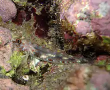 Un gobie Fusigobius maximus