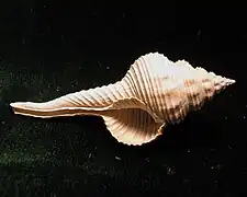 Fusinus caloosaensis