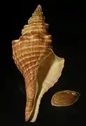 Fusinus ocellifer