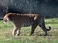 Tigre de Sibérie