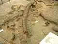 Réplique de fossile de plésiosaure (musée national du Japon)