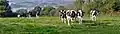 Génisses de race laitière à Quénécadec.