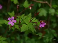 Photographie d'une espèce de géranium, dit Herbe à Robert.