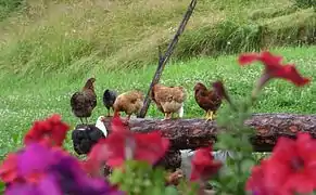 Élevage fermier en plein air (à la belle saison, les poules trouvent l'essentiel de leur ration sur les parcours)