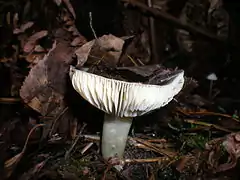 Photographie en vue latérale d'un champignon à chapeau étalé déprimé, à lames blanches épaisses et échancrées, et à pied blanc teinté de jaune