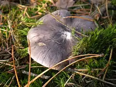  Photographie du dessus d'un champignon à chapeau étalé, gris s'éclaircissant vers la marge, avec des stries radiales gris foncé