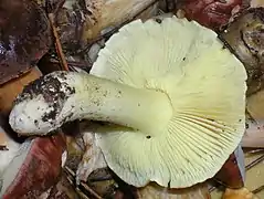 Lames libres du Tricholoma.