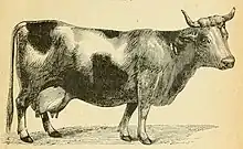 Gravure d'une vache vue de profil.