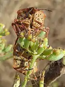 Graphosoma semipunctatum: vue ventrale