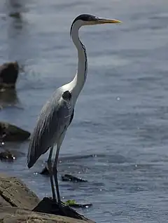 Héron cocoi (Ardea cocoi)