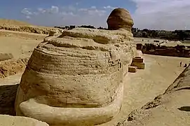 Sphinx vu par derrière avec sa queue enroulée autour de la patte arrière droite.