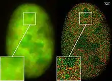 Noyau d'une cellule de cancer des os (technique dite dual-color localization microscopy ou 2CLM pour les anglophones). Image obtenue par fluorescence de marqueurs fusionnés avec les protéines GFP et RFP, pour 120 000 molécules localisées dans une zone restreinte (de 470 µm2).