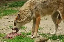 Un loup dans les Alpes du Sud