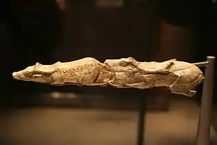 Rennes nageant (en), 13,000 ans, sculpture des Abris de Bruniquel, France