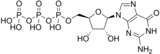 Image illustrative de l’article Guanosine triphosphate