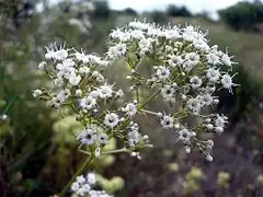 Description de l'image GYPSOPHYLA STRUTHIUM - EMPALOUS - IB-507 (Trincola).JPG.