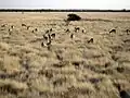 Springboks dans la savane d'Etosha.