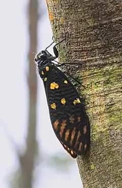 Description de l'image Gaeana maculata, Speckled Black Cicada, Kowloon.JPG.