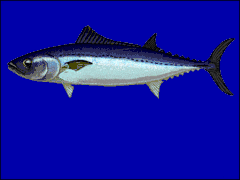 Allothunnus fallai