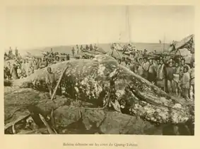 Baleine échouée sur les côtes du Quang-Tchéou