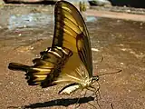 Papilio astyalus mâle, ailes repliées