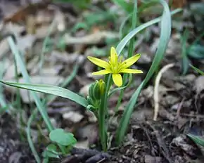 Photographie en couleurs d'une gagée des prés, une petite plante à fleurs protégée.
