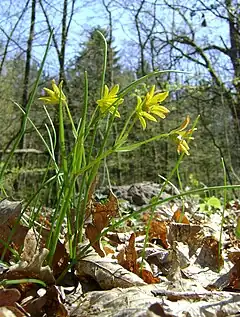 Vue de côté de la plante, montrant les feuilles basilaires plus ou moins cylindriques et une feuille caulinaire s'élargissant en forme de spathe. Les cinq fleurs jaunes sont réunies en ombelle.