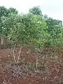 Faux-gaïac en plante hôte du santal