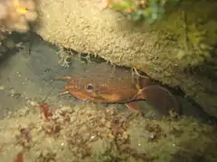 Gaidropsarus mediterraneus