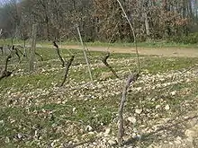 Photographie montrant une vigne taillée en guyot. (photo en fin d'hiver, avant le débourrement)