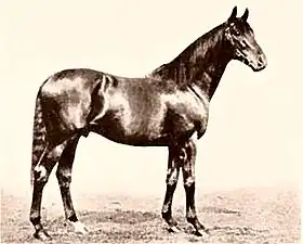Image illustrative de l’article Gainsborough (cheval)