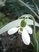 Fleur de Galanthus elwesii