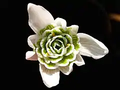 Galanthus nivalis 'flore pleno'.