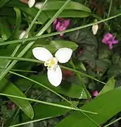 Intérieur de la corolle de Galanthus woronowii