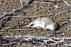 Description de l'image Galapagos-rice-rat-floreana.jpg.