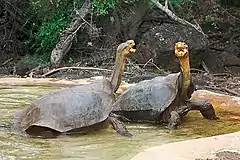 Description de l'image Galapagos dominance display.jpg.