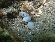 Un groupe de bivalves de la famille des Galeommatidae