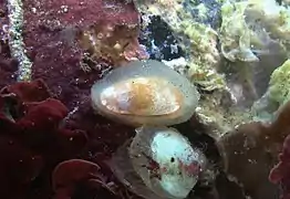 Un bivalve de la famille des Galeommatidae