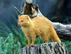 Mangouste rouge (zoo de Prague)