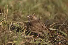 Cochevis huppé (Galerida cristata).