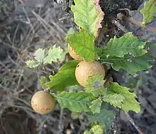 Pommes de chêne sur un rameau.