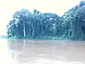 Forêt-galerie sur une île de la rivière Mbam près de Bafia (Cameroun)