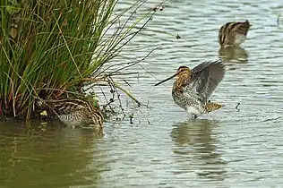 La Bécassine des marais (Gallinago gallinago) est l'une des trois espèces de bécassines vivant en France.