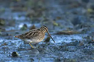 Bécassine des marais(Gallinago gallinago)