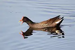 Gallinule d'Amérique dans le marais.