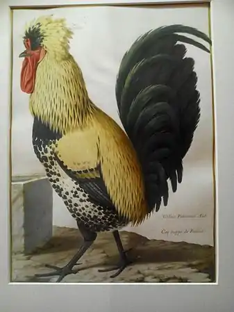 Miniature animalière sur vélin pour la collection royale, MuséumGallus patavinus, Aldr, Coq huppé de Padouë, Buffon(Gallus gallus, L.)