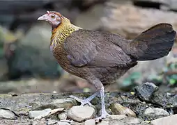 Poule, parc national de Kaeng Krachan, Thaïlande