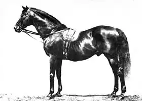 Image illustrative de l’article Galopin (cheval)