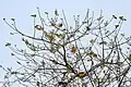 Canopée en fleur - 23 milles de Jayanti,parc national de Buxa, Jalpaiguri district de Bengale-Occidental, Inde.